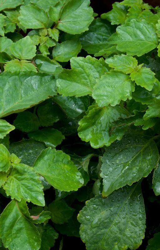 Unveiling the Hidden Benefits of Patchouli Oil for Skin Health by HealthyLifeMantras