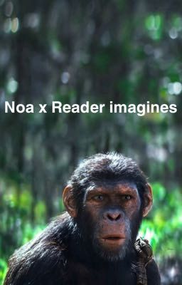 Noa x Reader Imagines  cover