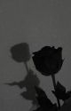 Her black rose by hollipops1094