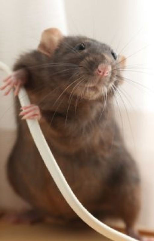 Understanding Home Insurance Coverage: When Does It Pay for Rodent Damage? by pierceinsurance