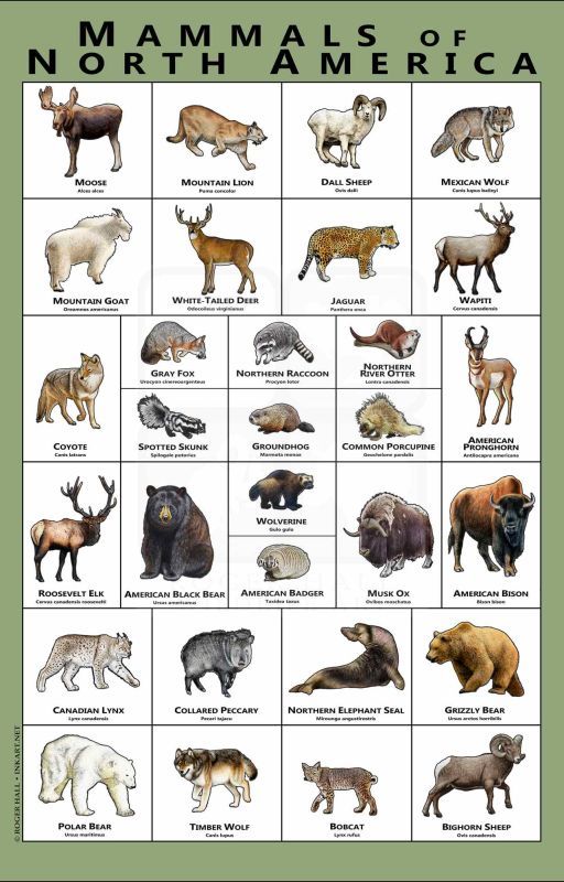 Animals On Earth: North America by Turtledove1999