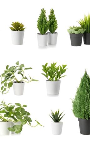 Top 5 Artificial Plants shop in chennai by dilipkerplunk