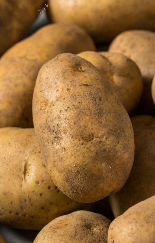 Potato Suppliers in the Netherlands | wholesale russet potatoes suppliers by hamiltonjames000