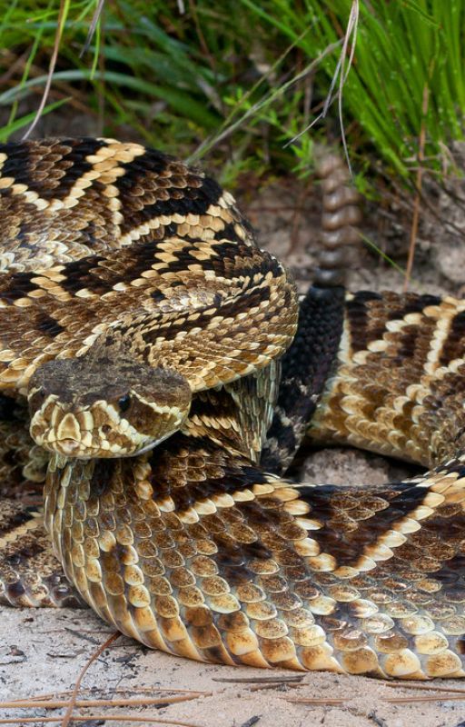 Most Dangerous: The Search for The Giant Arizona Diamondback by fuuxyugito27