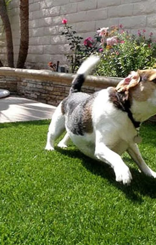 Artificial Grass for Pets by ACT2024