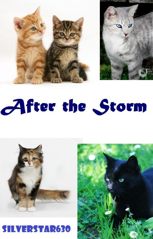 After the Storm by silberner