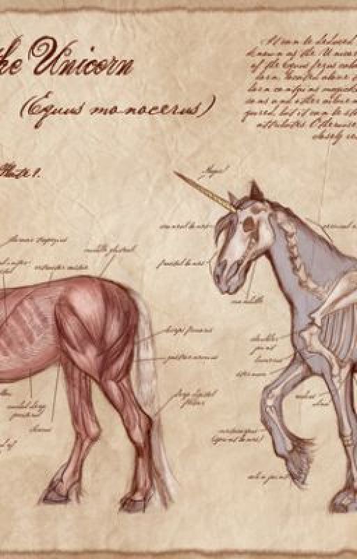 Unicorn Anatomy by OliviaDay2