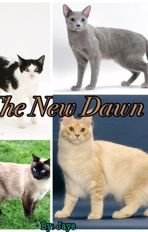 The New Dawn - a Warrior cat fan story by TheRasiingSunset