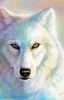 White Wolf