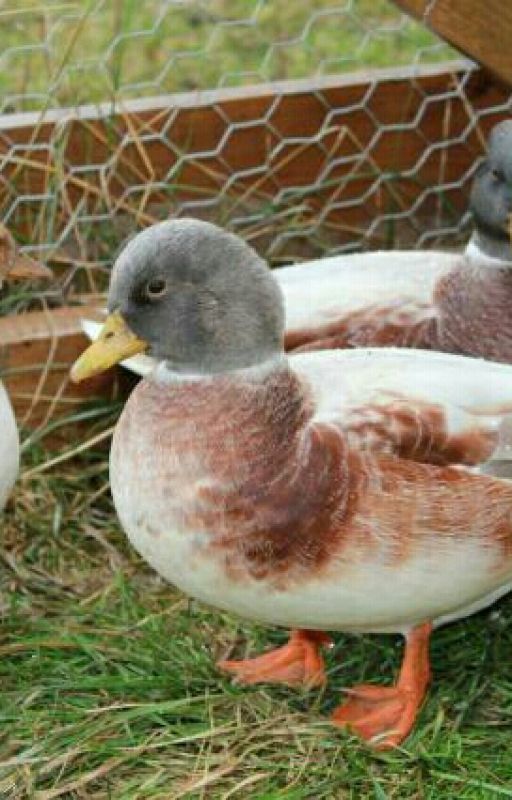  Poultry and Waterfowl Breeds by brahmalife