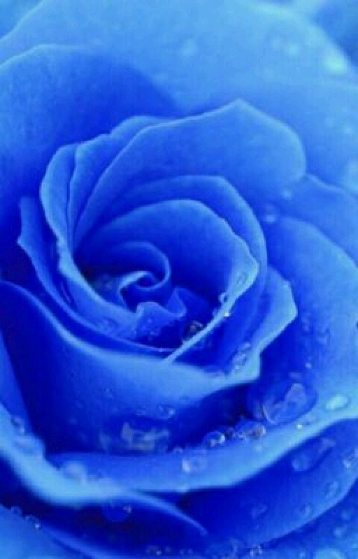 blue roses  by peacefuly_me