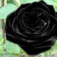 BlackPaperRoses