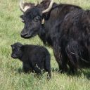 Black_Yak