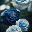 Blue_Rose_0907