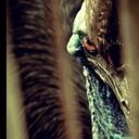 CassoTheCassowary