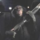 Chimpwithshotgun