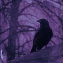 CrypticCorvus