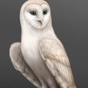 Guardian_Barnowl