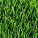 OfficialGrass