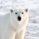 PolarBear2306