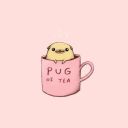 pug_of_tea