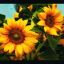 sunFlower__2