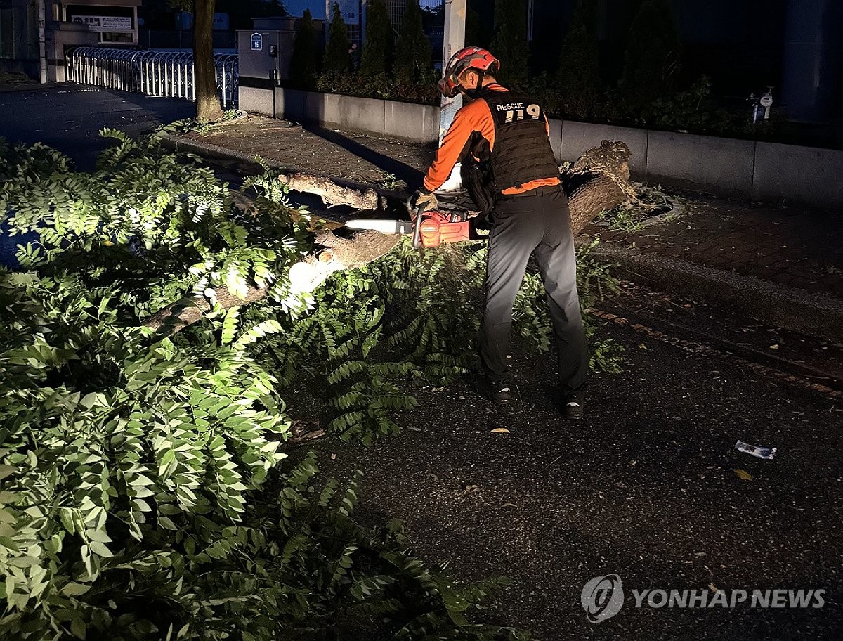 호우에 쓰러진 가로수