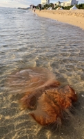 Una medusa en una playa de la costa este