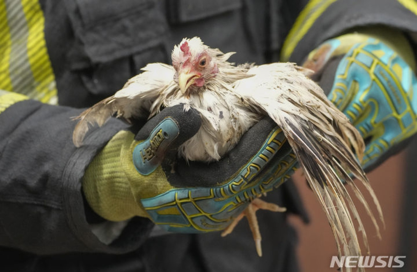 태국 동물 시장 화재에서 살아남은 닭