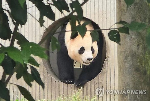 '푸바오 데려와요' 쏟아진 요청…서울시 "추진하고 있지 않아"