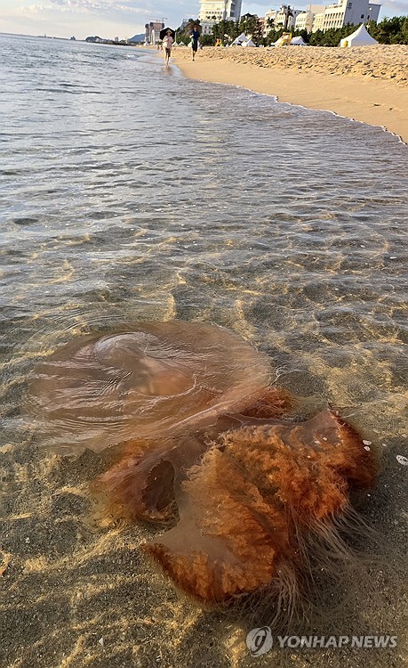 Jellyfish watch at eastern beaches
