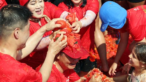 >'무아지경'…강원 화천토마토축제