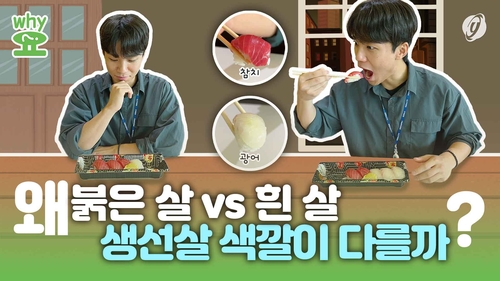 [Why요?] 붉은 살 vs 흰 살…생선살 색깔 왜 다를까?