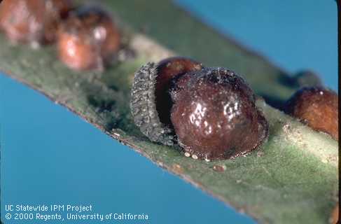 Larva of the <i>Rhyzobius forestieri</i> lady beetle (center left) feeding on scale crawlers and eggs beneath a mature female European fruit lecanium scale, <i>Parthenolecanium corni</i>.