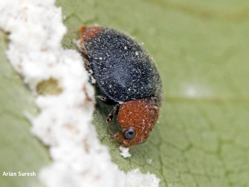 Adult Rhyzobius lophanthae feeding on scale insects.