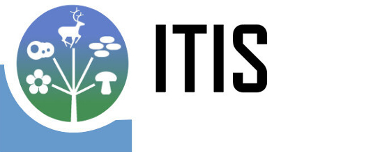 The ITIS Logo