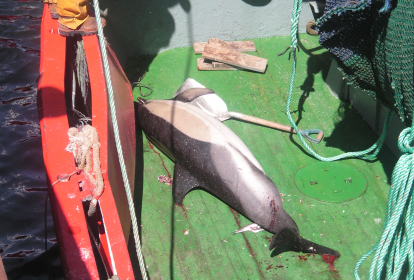 bycatch DDE pair trawl Galicia 2007 c Fiona L Read 002