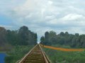 Genet and Mongoose Crosses the Tracks by meerkatfamily