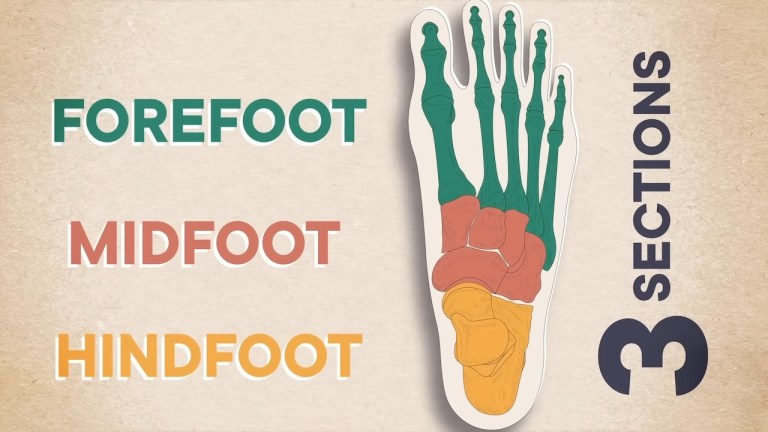 Bones in Feet