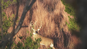 Kansas Dream Buck thumbnail