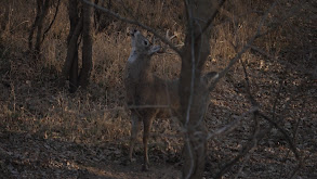 Kansas Bucks & Ducks thumbnail