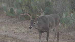 Part 2-Team Leupold's Back On Mavala and the Rut's Rocking! thumbnail