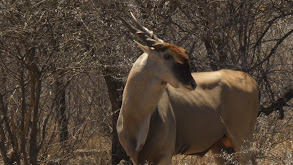 World's Largest Antelope - Eland thumbnail