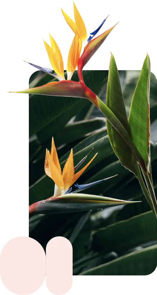 An image of a Lens identify use case showing Birds of Paradise plants with overlaying pink shapes and a product card.