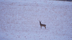 Big Bucks in God's Country thumbnail