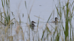 South Dakota Ducks thumbnail