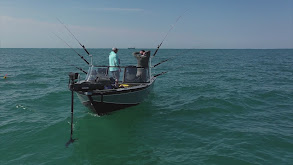 Lake St. Clair Weed Walleye thumbnail