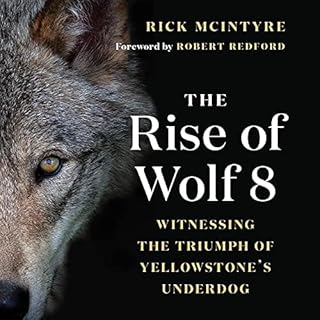 The Rise of Wolf 8 Audiolibro Por Rick McIntyre arte de portada