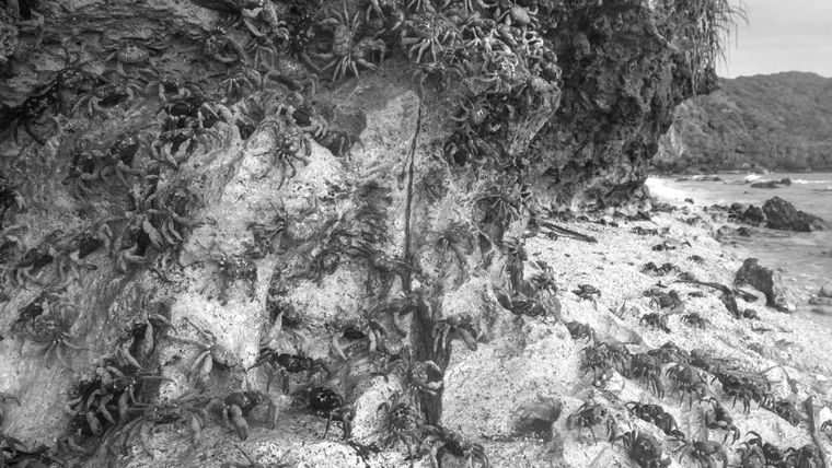 Crabs climbing a rock on a beach