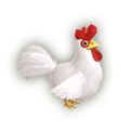 Cucco